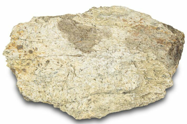 Dinosaur (Triceratops) Bone Section - Montana #312310